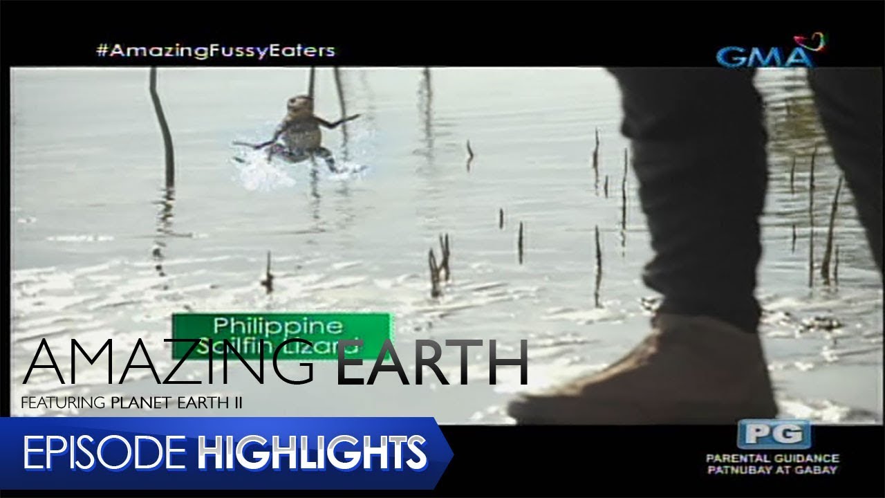 Amazing Earth: Philippine Sailfin Lizard, the amazing runner
