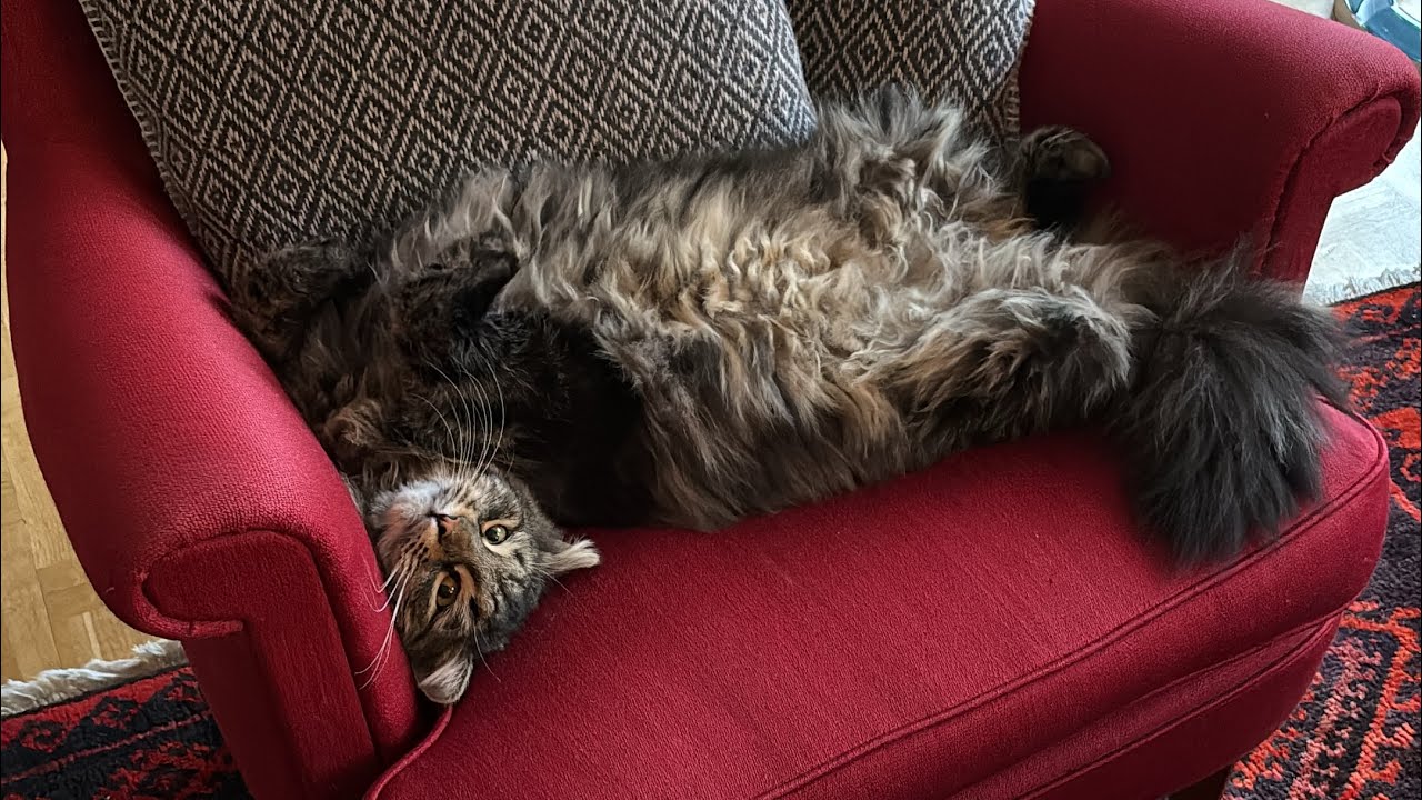 Photogenic Siberian cat