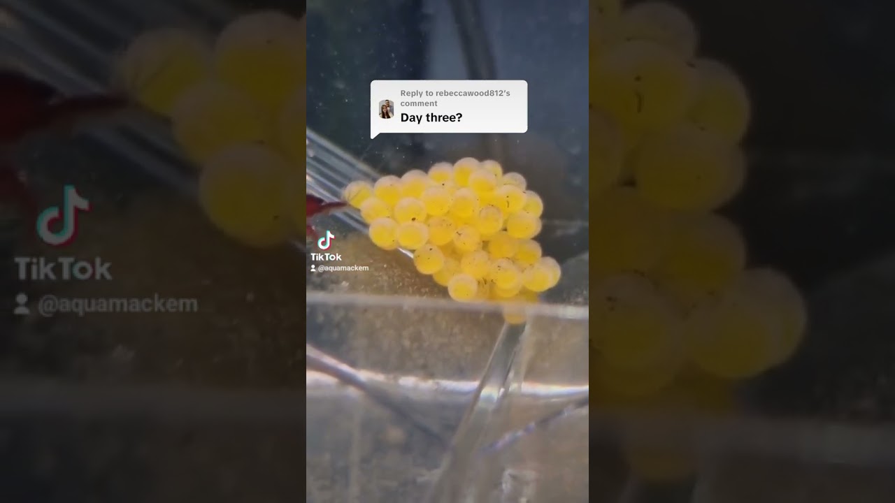 Day 3! Pleco eggs are looking good but added shrimp to keep them clean 😁#pleco#plecofish#plecos#eggs