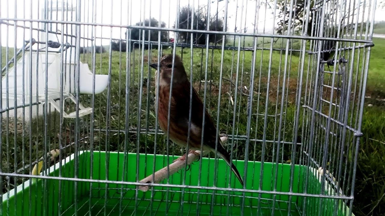 مقطع غناء طائر التفاحي 2019