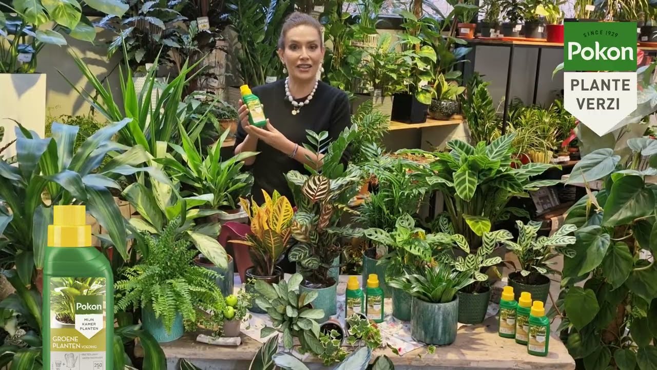 Plantele decorative prin frunze au nevoie de POKON Fertilizant lichid pt Plante Verzi si Palmieri.