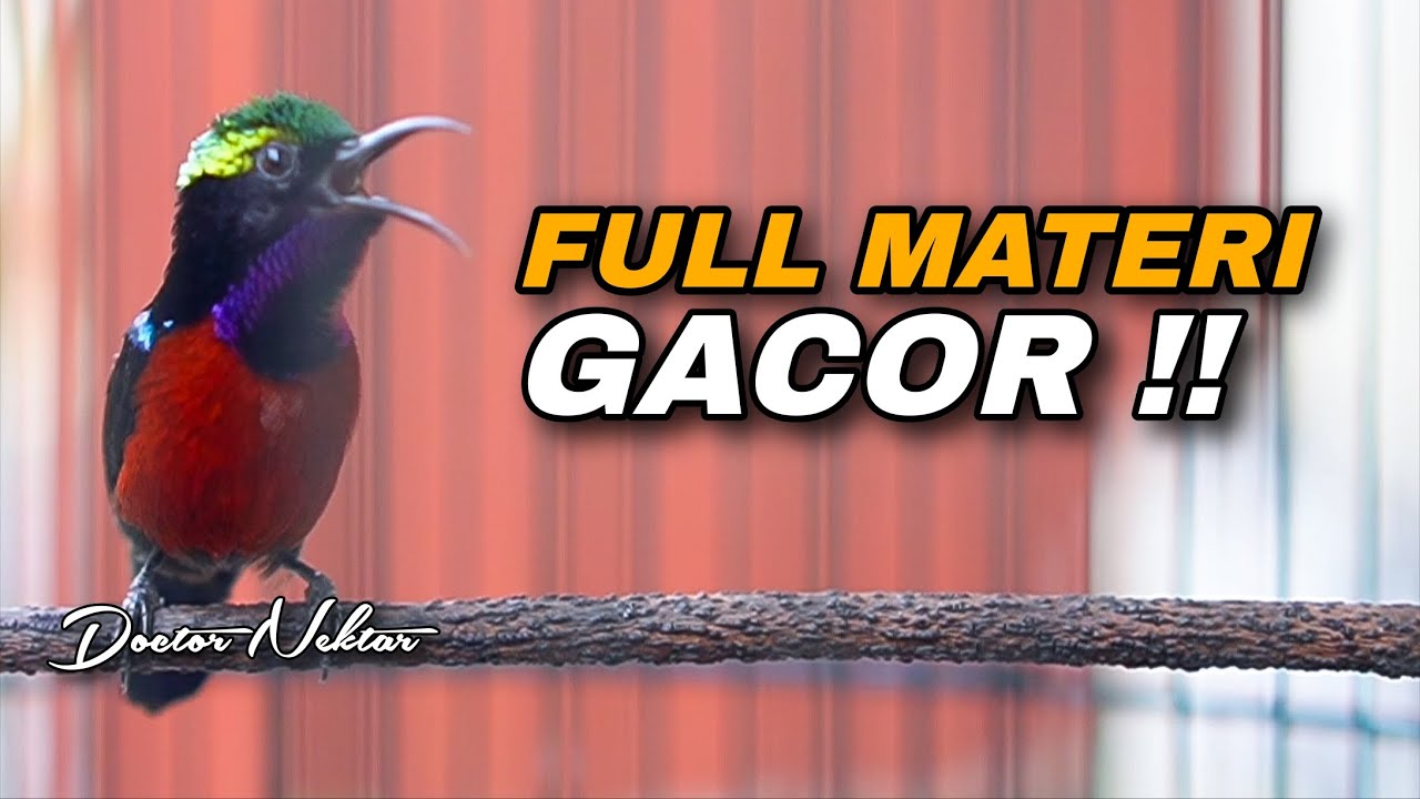 TEMBAKAN KONIN FULL MATERI GACOR ISIAN MEWAH  BREN CIBLEK COCOK BUAT MASTERAN DAN PANCINGAN KOLIBRI