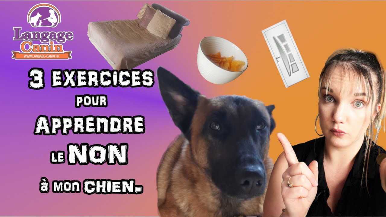 Apprendre le NON &agrave; son CHIEN // 3 EXERCICES [ TUTO DRESSAGE ]