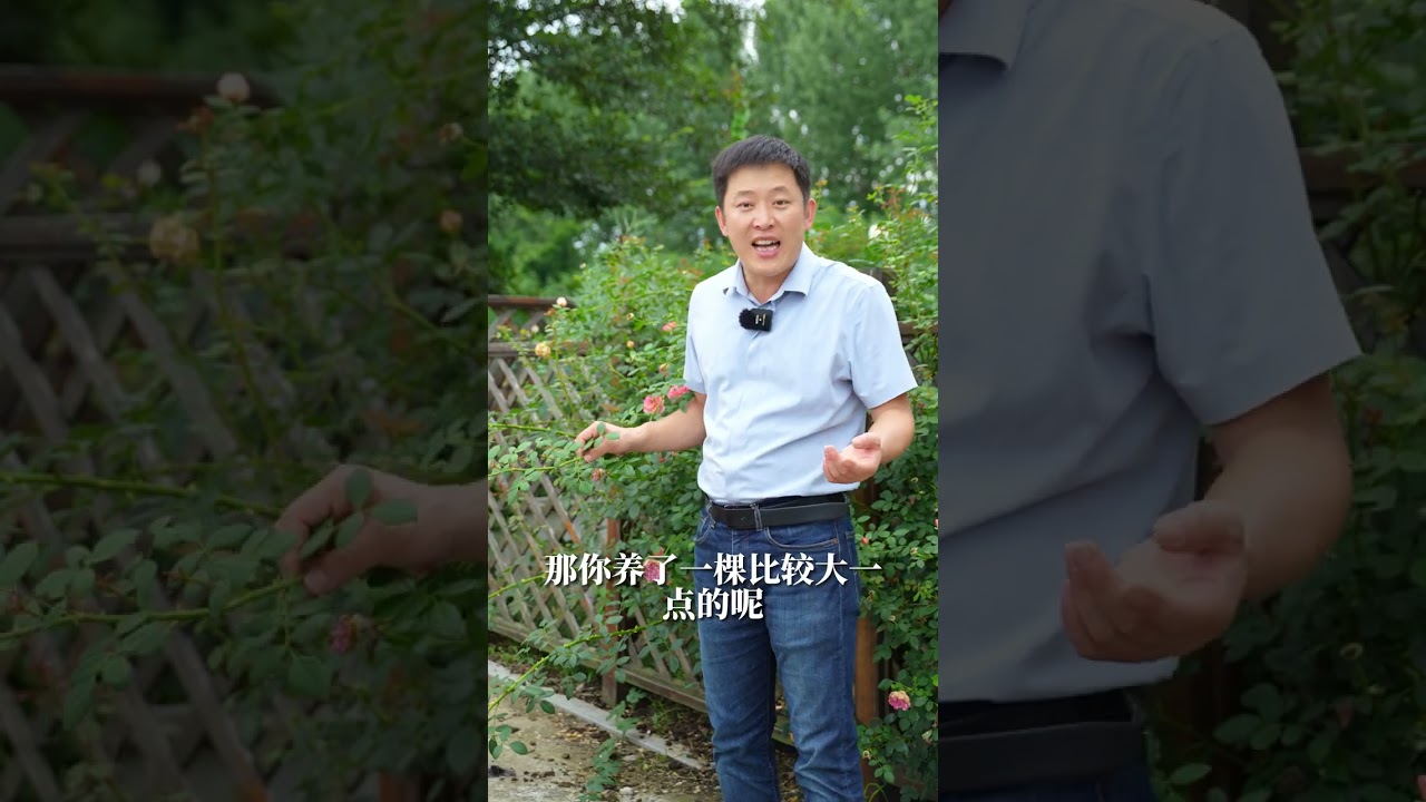 简单一个小动作，藤本强笋爆不停【天狼说月季】