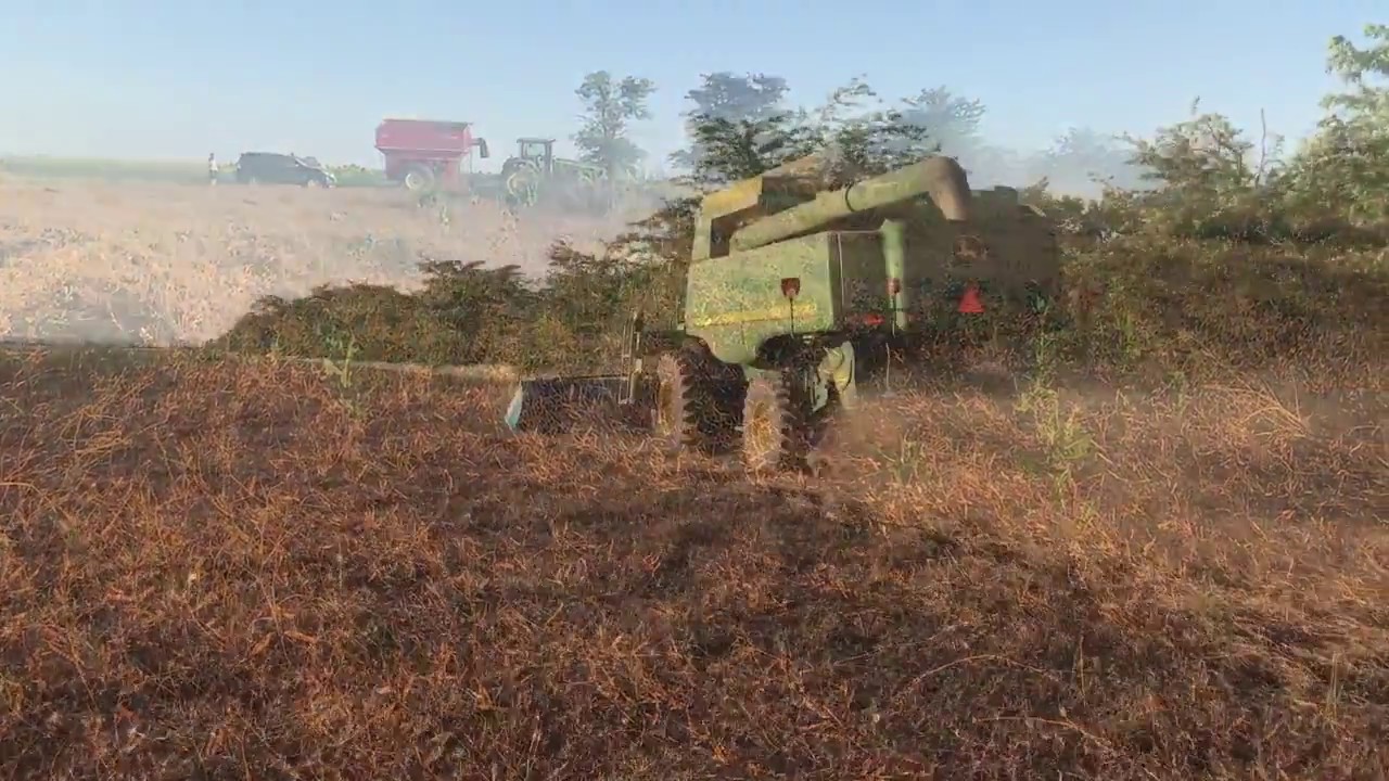 Уборка вики комбайном John Deere 9670 STS с очесывающей жаткой Shelbourne