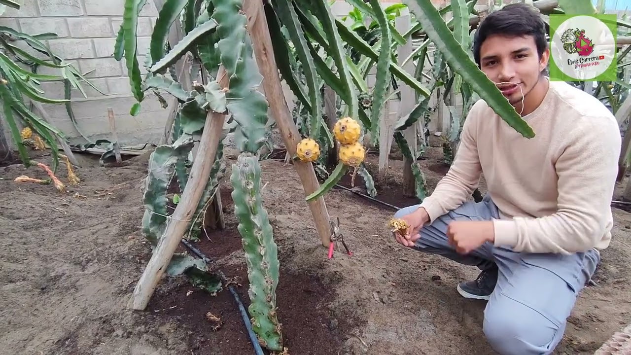 Cómo producir PITAHAYA Amarilla Palora en la costa?👉Una alternativo de producción a gran escala⚡