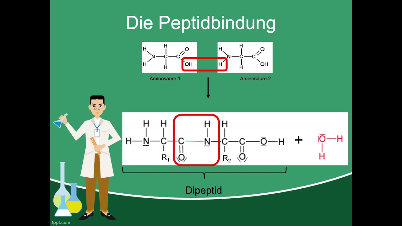 Peptidbindung - Einfach erklärt:)
