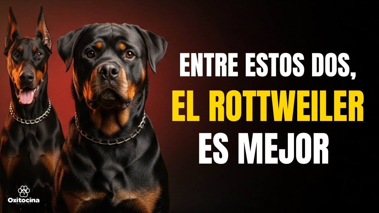 Rottweiler vs Dóberman:  ¿Por qué uno es más fácil de tener?