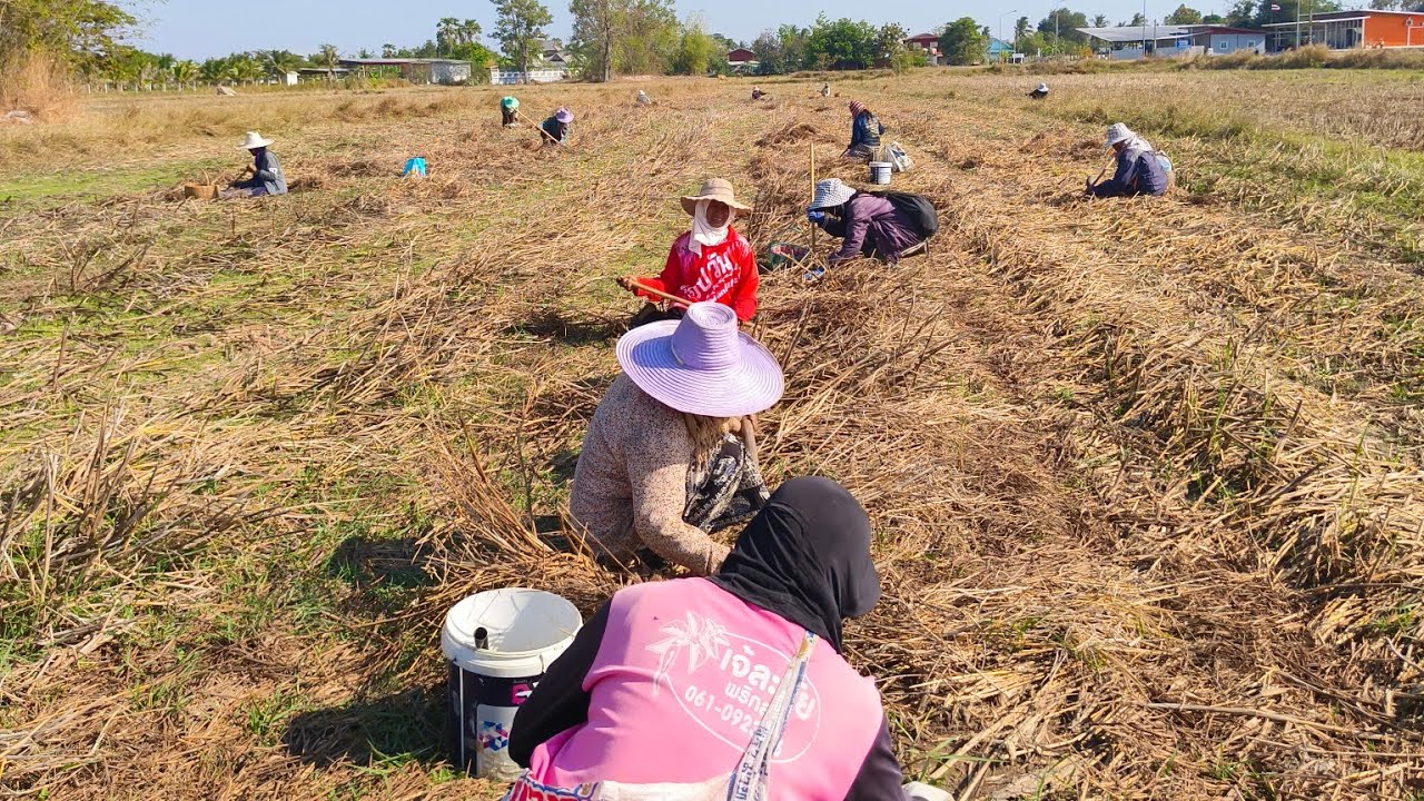 วิถีชาวบ้าน หาอยู่หากิน 