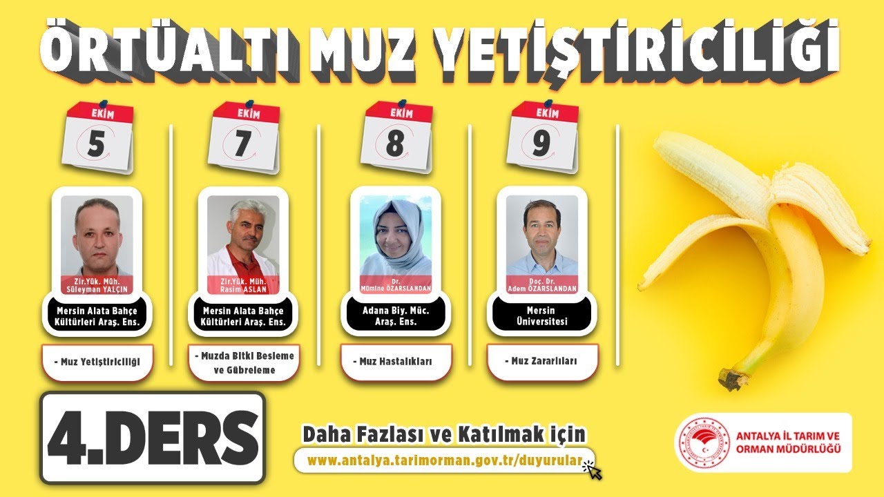 Örtüaltı Muz Yetiştiriciliği 4.Gün