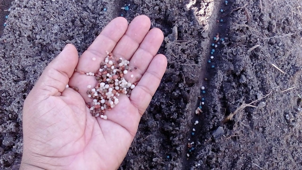 Iniciando meu plantio de coentro com NPK