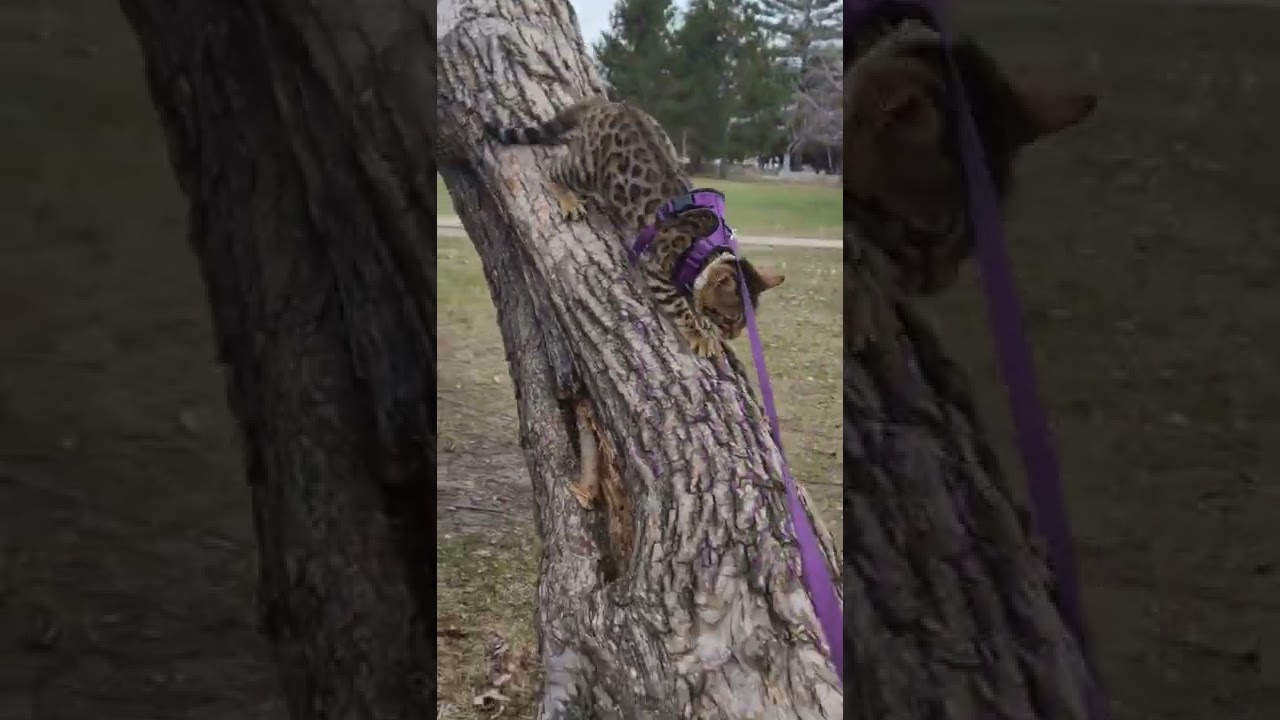 Bengal Cat Climbing Down a Tree