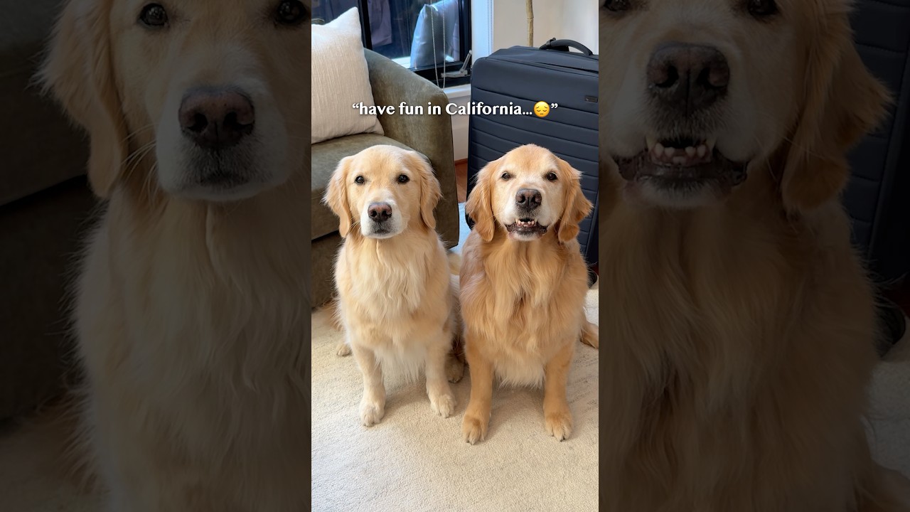 Making memories with my dogs in California!
