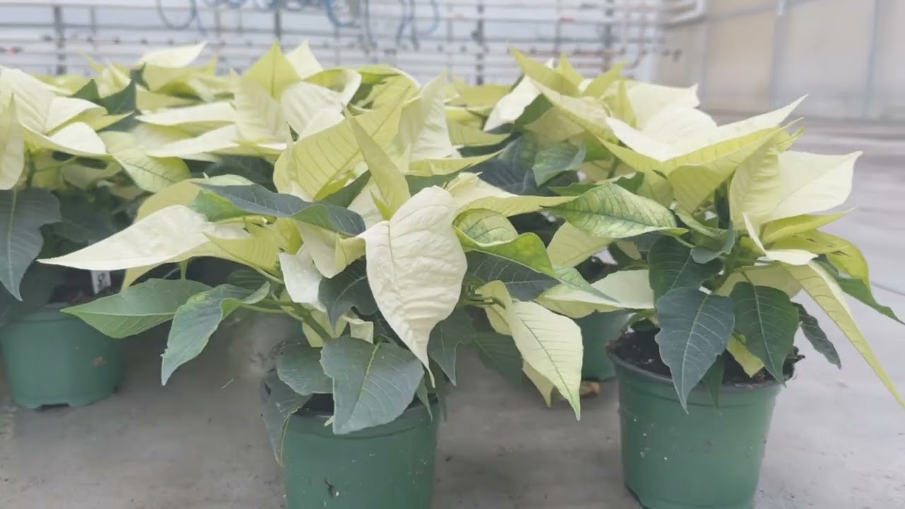 WA 11.14.25_Poinsettias_Cabage_Kale