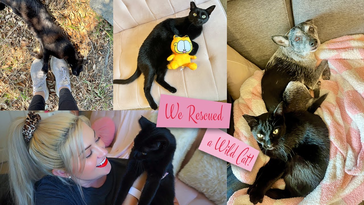 STORYTIME VLOG | WE RESCUED A CAT!