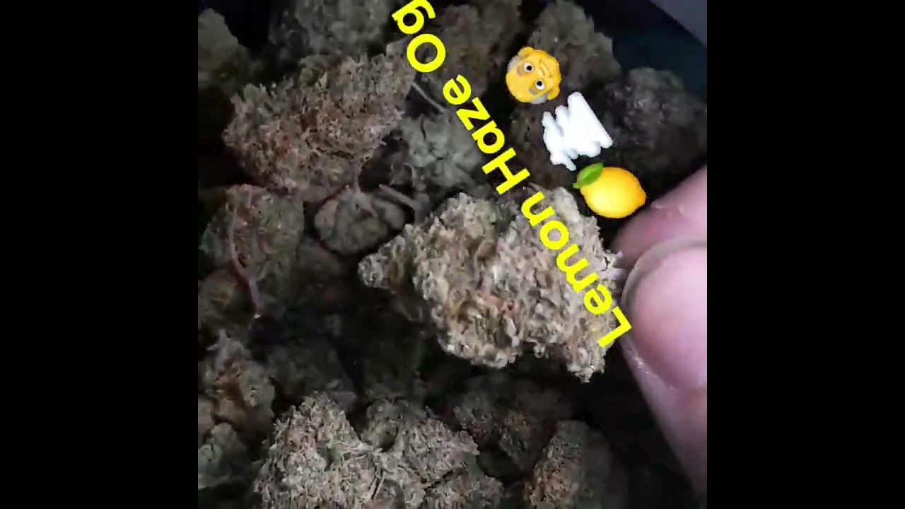 Lemon Haze OG