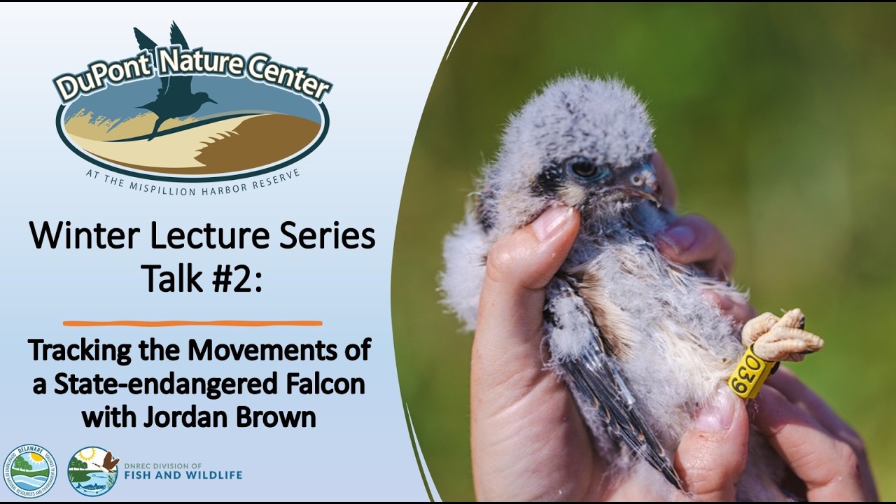 A Little Bird Told Us… About the American Kestrel!