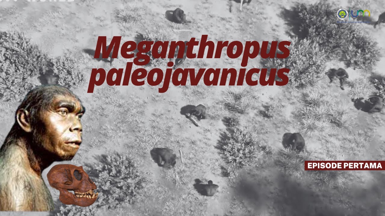 Megantropus paleojavanicus I Manusia Purba di Indonesia Eps.1