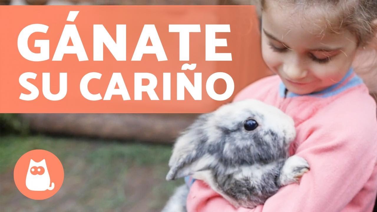 &iquest;C&oacute;mo GANARSE la CONFIANZA de un CONEJO? 🐰🥕 (9 Consejos Clave)