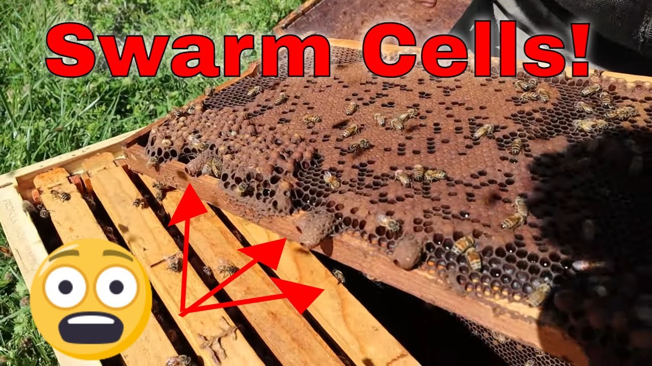🔵Stop Swarming Now! Learn The Best Way To Remove Queen Cells
