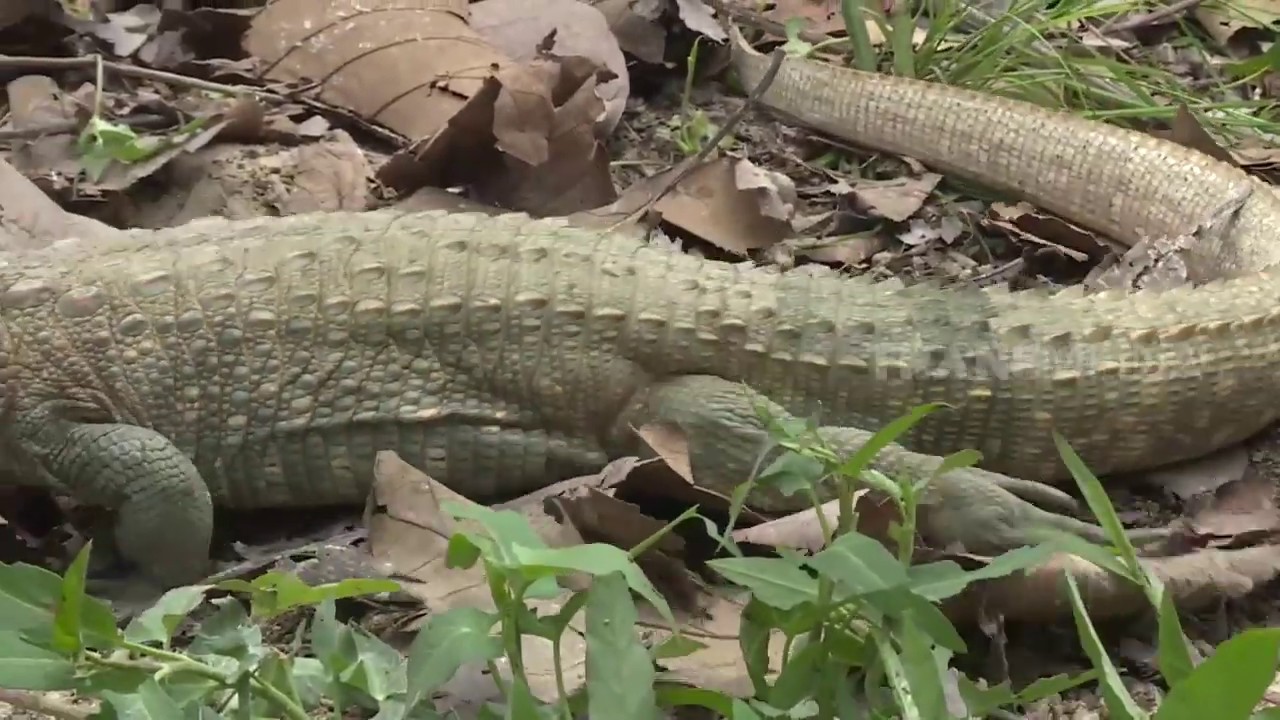 REPTIL LUCU, GEMBUL DAN MENGGEMASKAN | SI OTAN (14/11/19) PART 1
