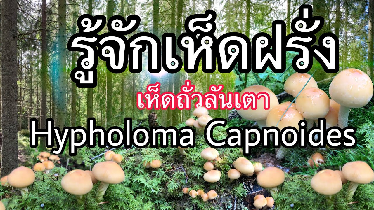 เห็ดถั่วลันเตา  Hypholoma Capnoides  🇸🇪 Rökslöjskivling 🇳🇴 Gran Svovlhet #รู้จักเห็ดฝรั่ง