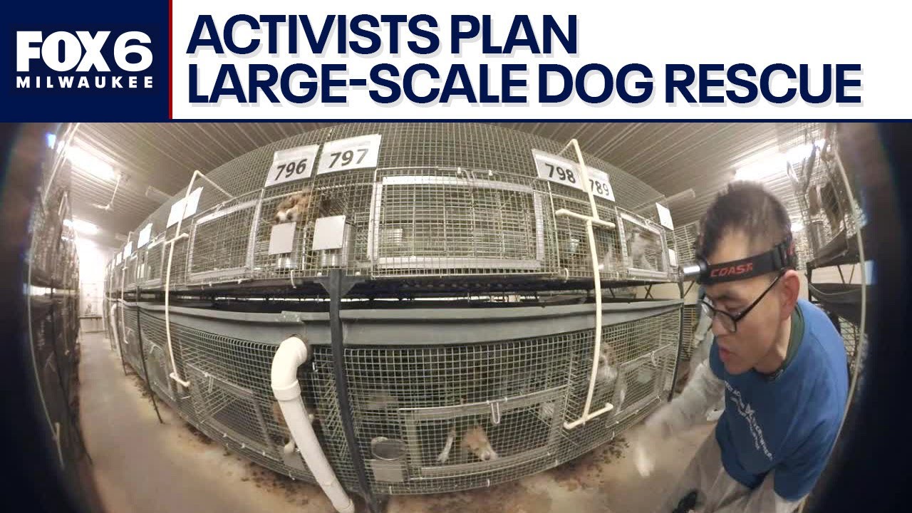 Wisconsin breeder under pressure as activists plan large-scale dog rescue | FOX6 News Milwaukee