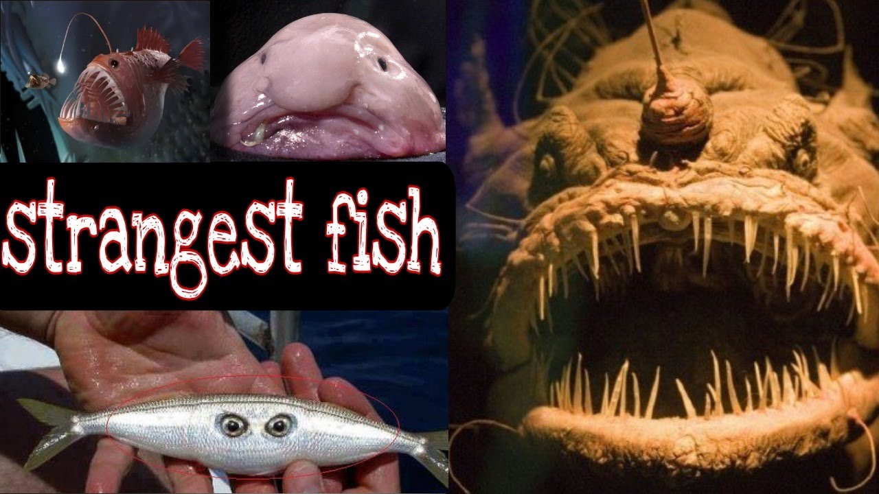 TOP 10 of the STRANGEST FISH in the world