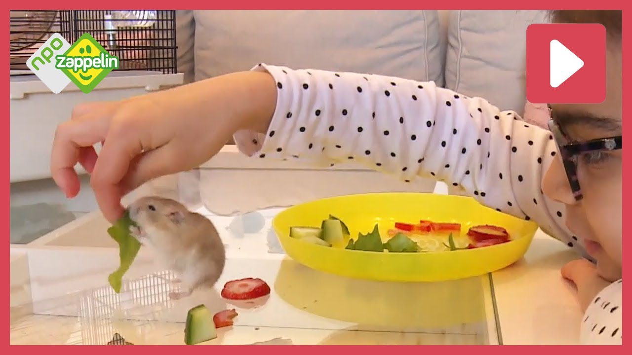 Wat eet een hamster? | Beestenbrigade | NPO Zappelin