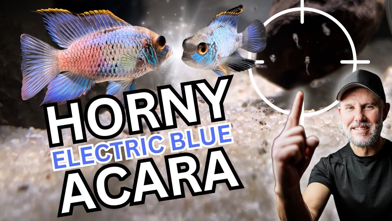 BREEDING Electric Blue Acara | EBA Fry!