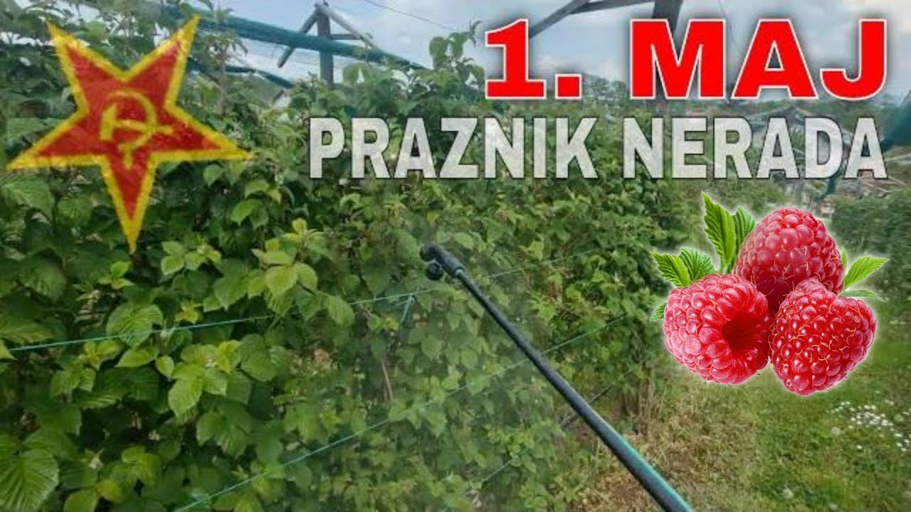 Prolećni radovi u malinjaku i kupinjaku na 1. Maj praznik rada