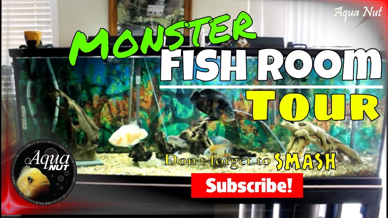 Fish Room Tour 🐟 MONSTER American Cichlid Fish Tank Aquarium Tour