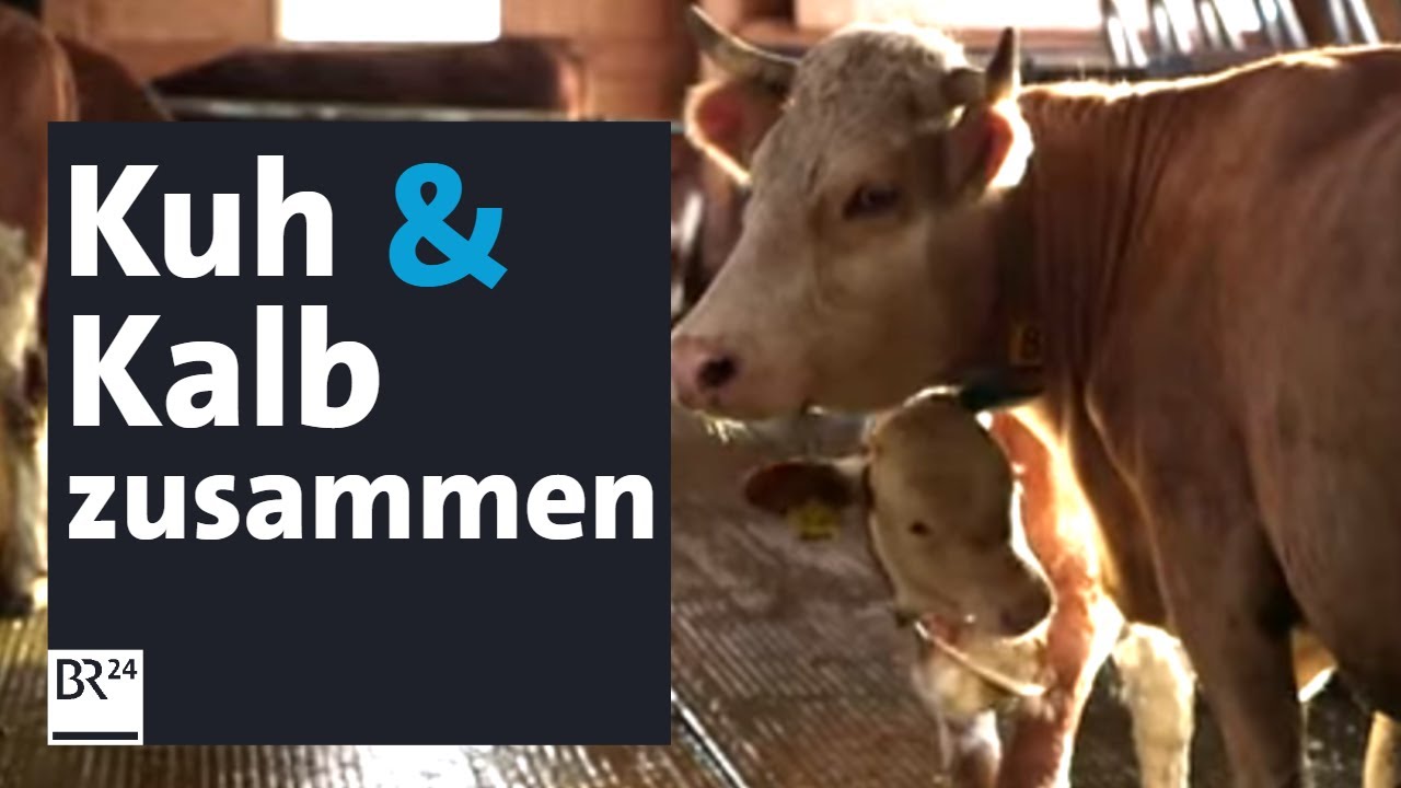 Tierwohl: Wenn Kalb und Kuh zusammenbleiben dürfen | Abendschau | BR24