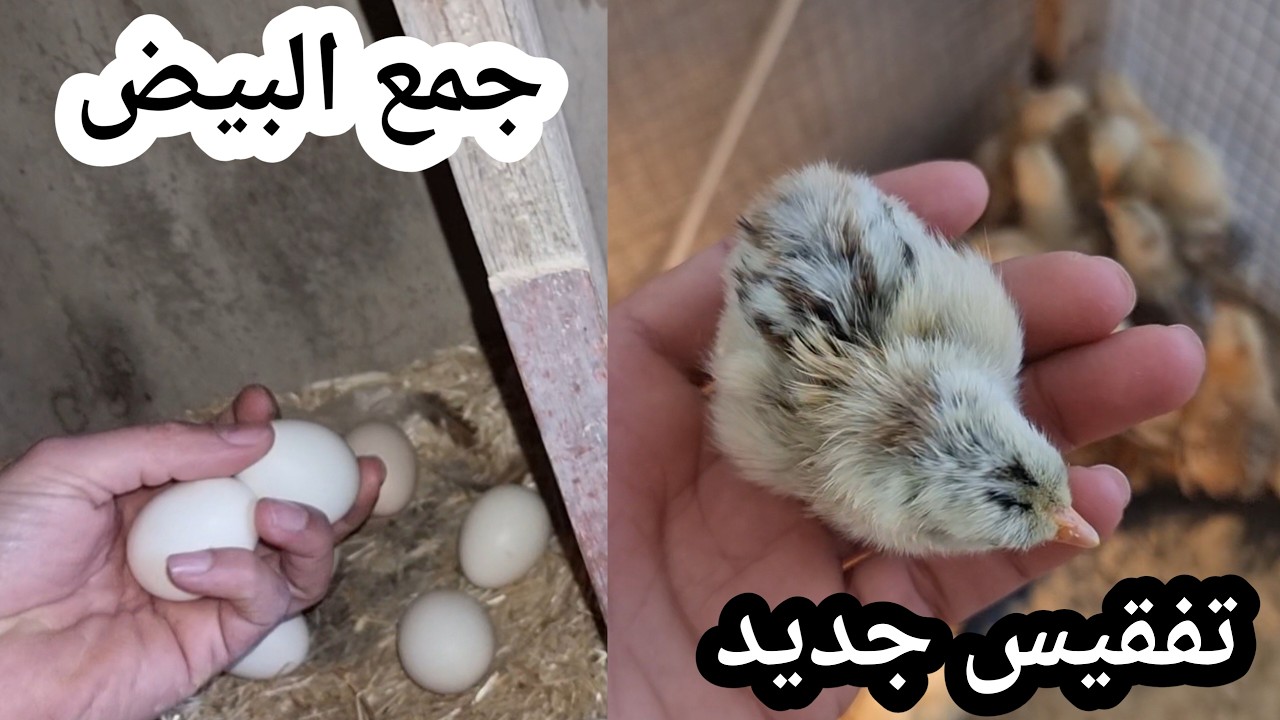 جمع البيض و تفقيس جديد