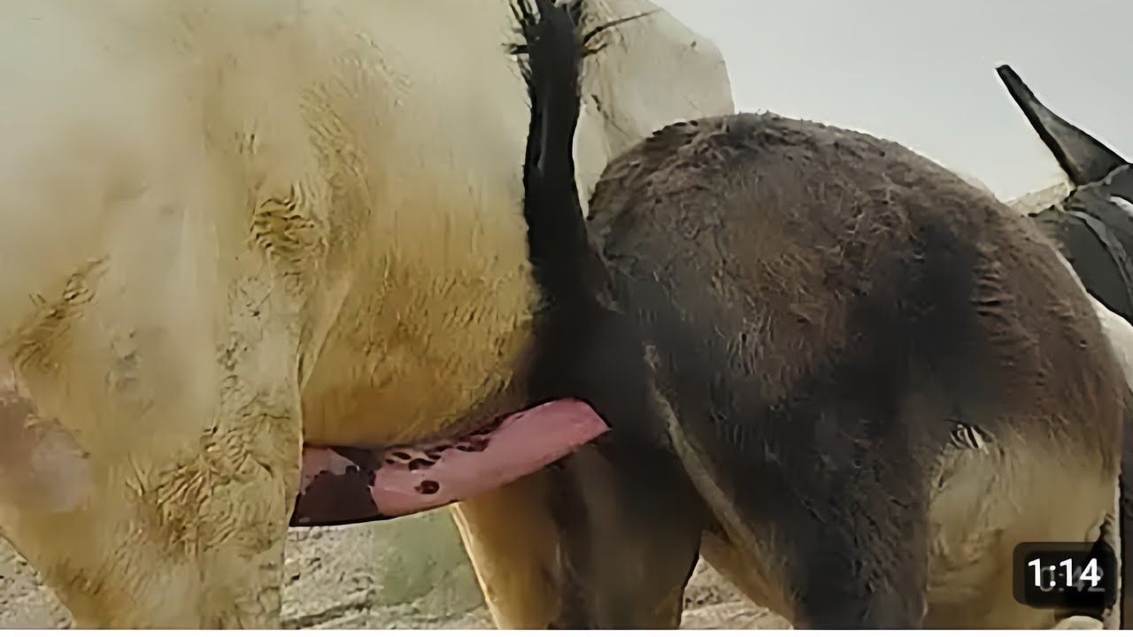 Donkey breeding video 