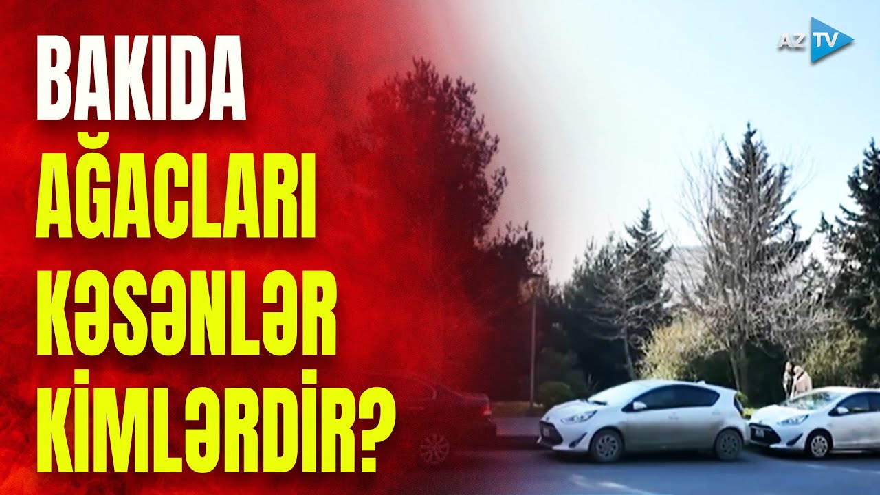 Bu ərazilərdə ağaclar qanunsuz olaraq kəsildi: 130 min manat ziyan vuruldu