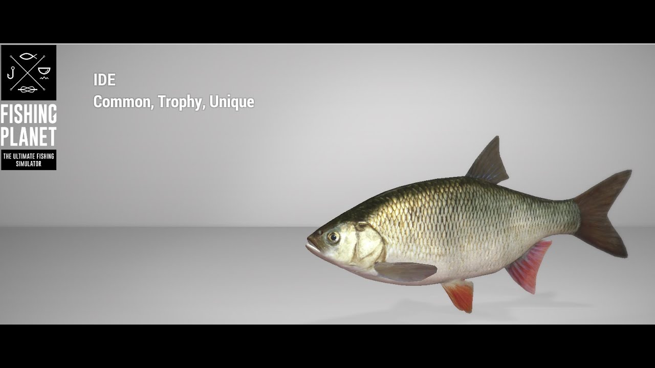 Fishing Planet - Ghent Terneuzen Canal - Trophy - Ide (Predator Hunt: Topwater Lure)