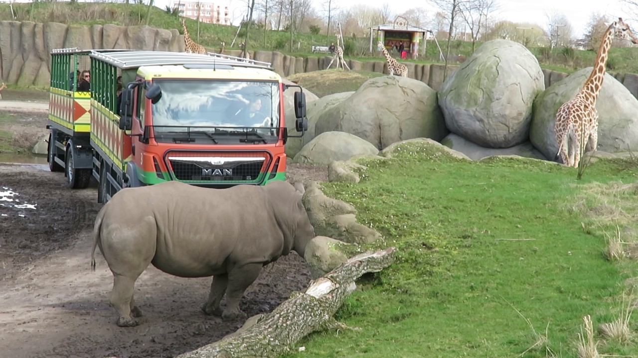 gaat de mannetjes neushoorn de truck van Wildlands rammen? 10-3-2017