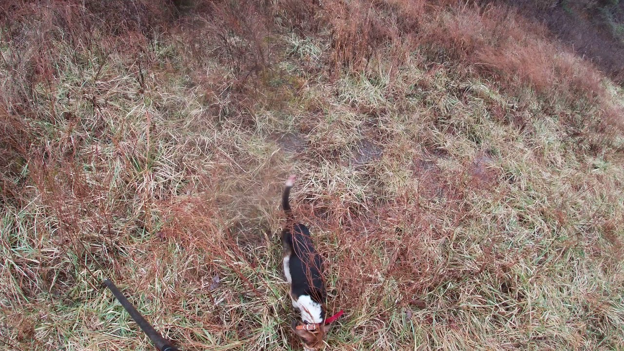 rabbit hunting 2018