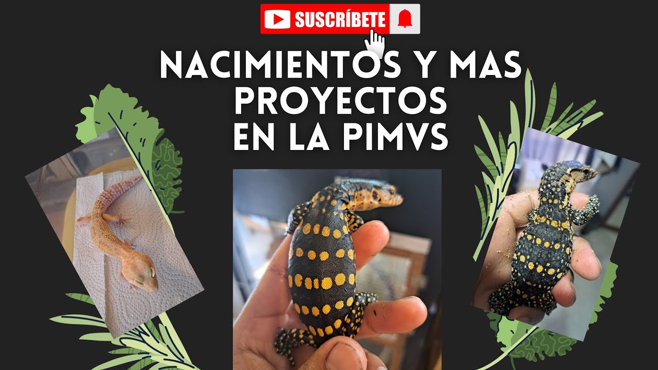 Nacimientos en el Reptile room!!!, animales nuevos y proximas puestas!!!
