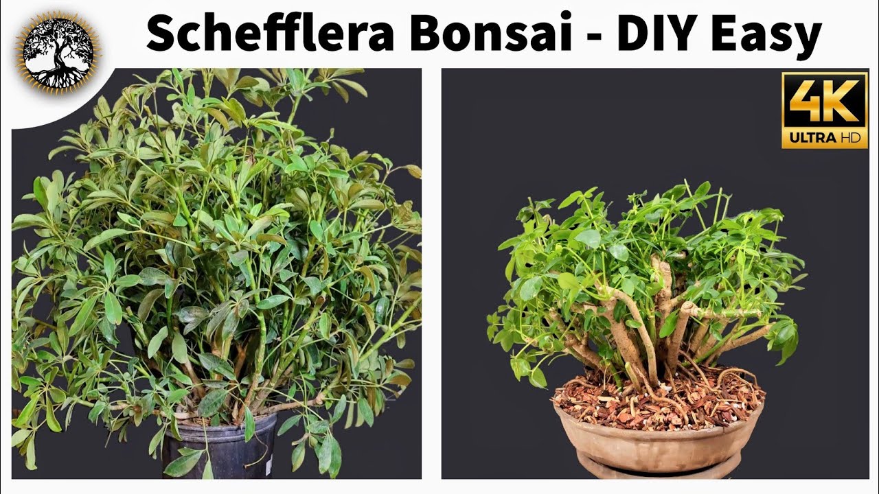 Schefflera Bonsai - DIY Easy!