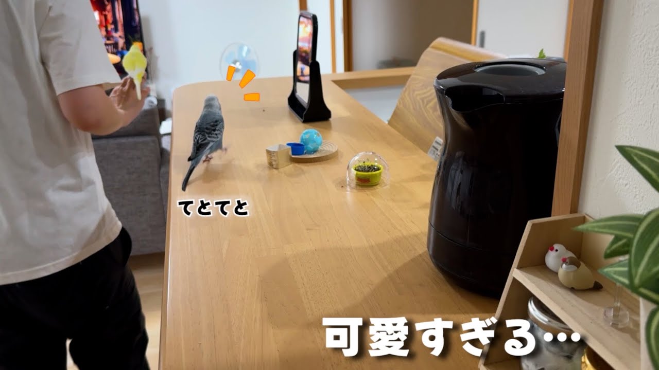 一生懸命後を追ってくるジャンボがかわいすぎる｜秋の健診