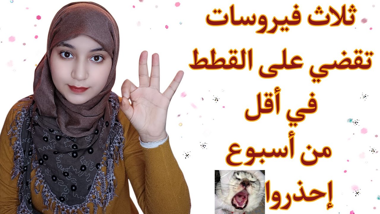 امتناع القطط عن الأكل/ڤيروسات القطط الثلاثة:الكالسي/الكوريزا/التيفوس-هام جدا