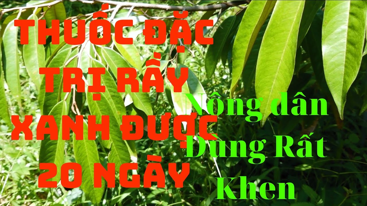 Thuốc Đặc Trị RẦY XANH SẦU RI&Ecirc;NG. N&ocirc;ng d&acirc;n Chỗ T&ocirc;i Phun Loại n&agrave;y Họ Rất Thich