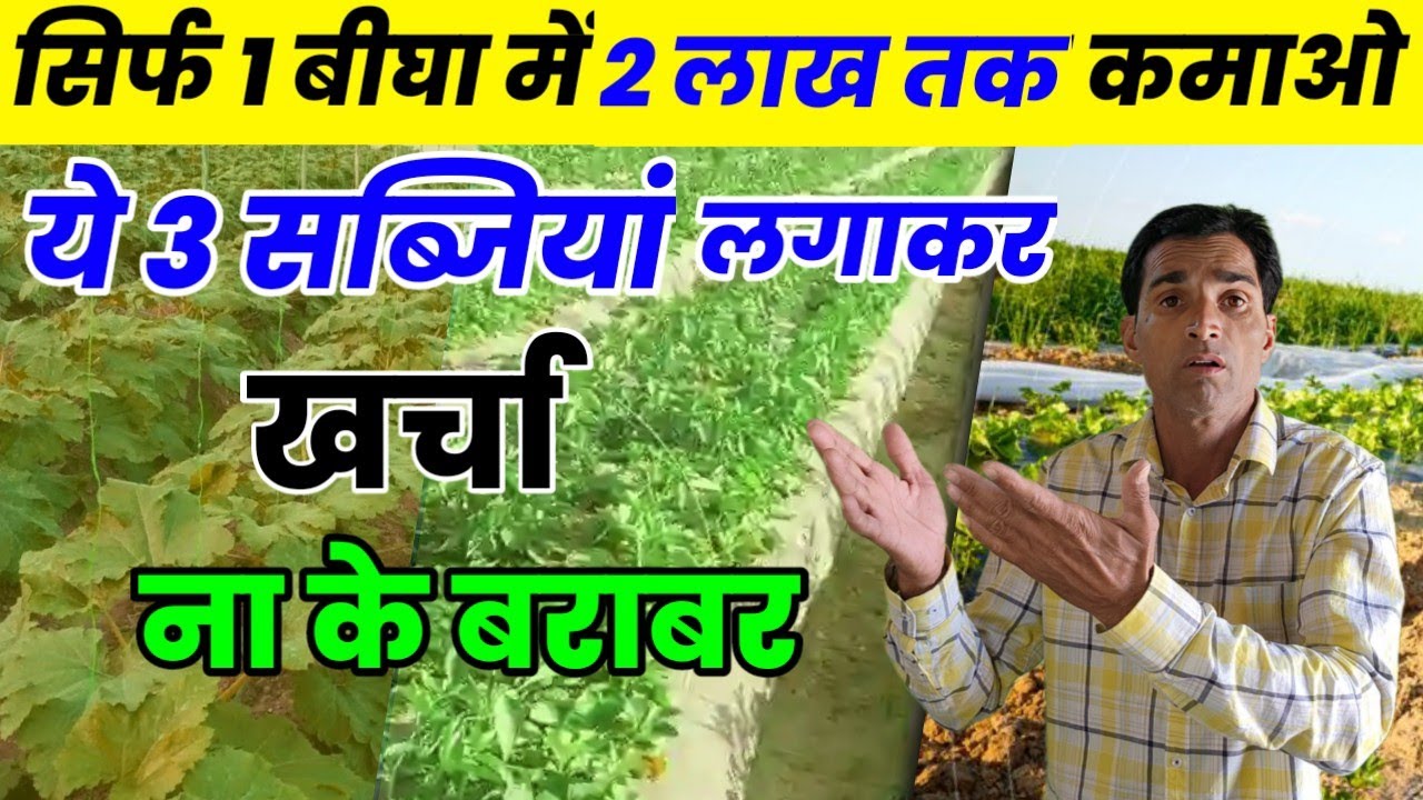 मात्र 1 बीघा में लगाकर 2 लाख तक कमाओ यह तीन सब्जियों की फसलें | munafe wali sabjiyo ki kheti |