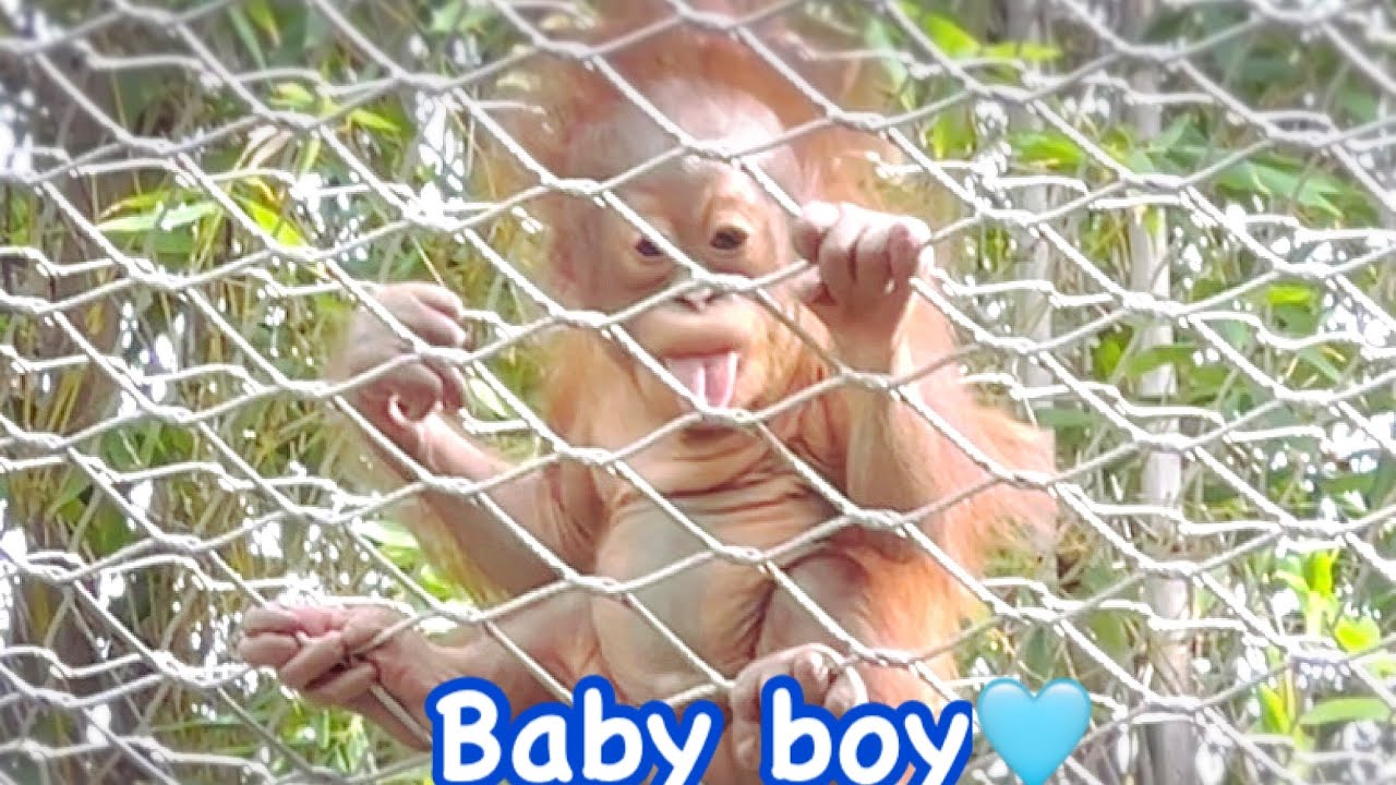 Bornean Orangutan 🦧 Mom Kalim let baby 5 months old practice holding on everyday ❤️😄✨