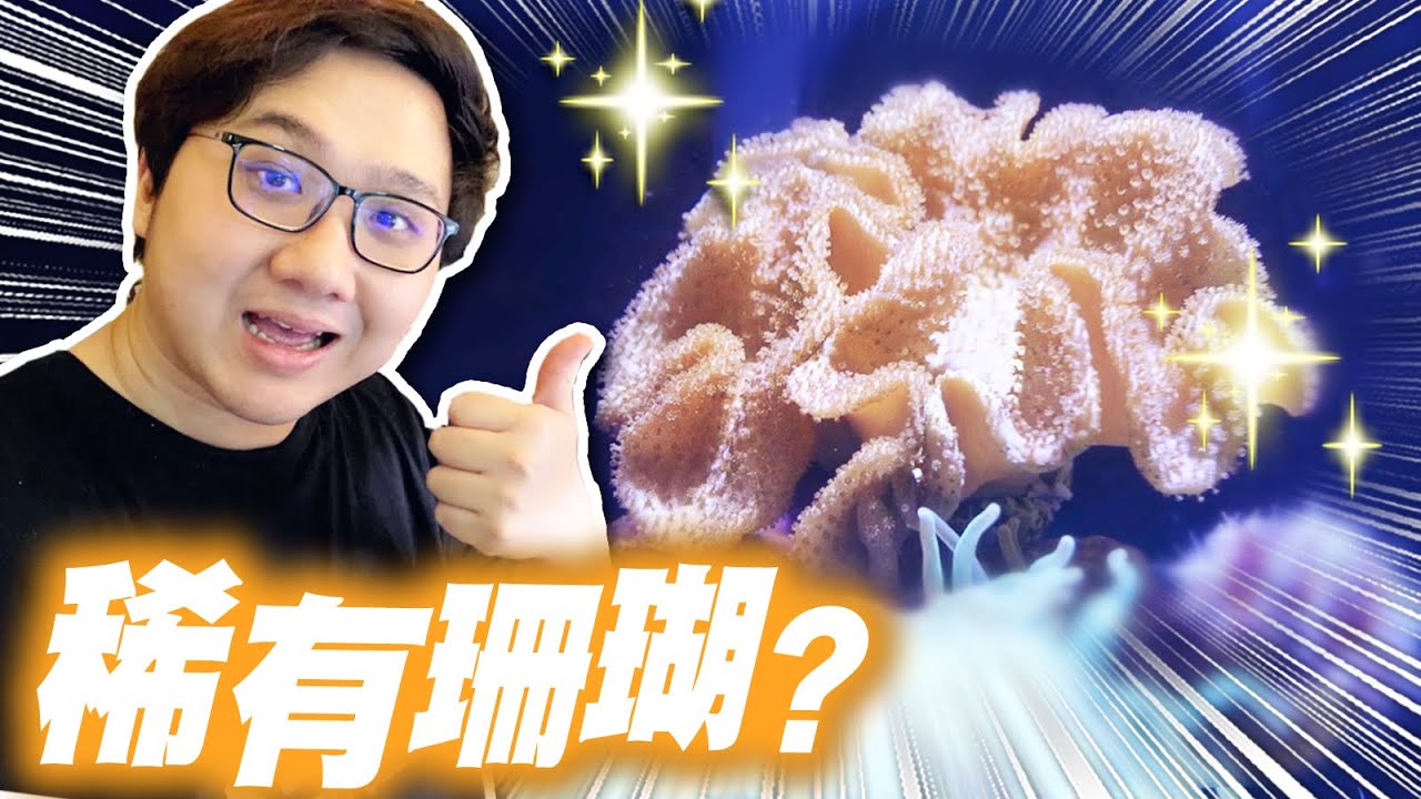 稀有珊瑚受傷了？嘗試救援黃金花環最後結果竟然？！｜水族時間【黑羽】