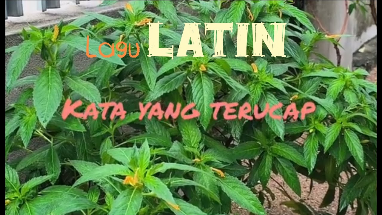 KATA YANG TERUCAP  ||  LATIN  ||  #latopa