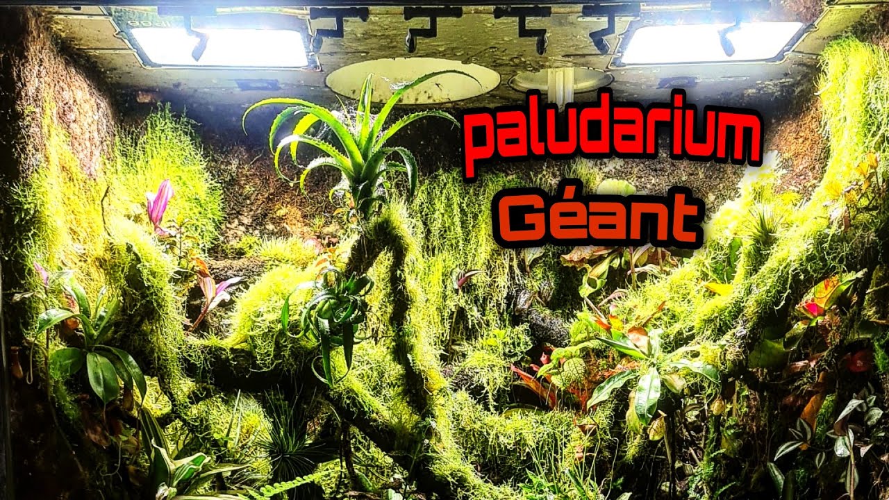 Paludarium Géant