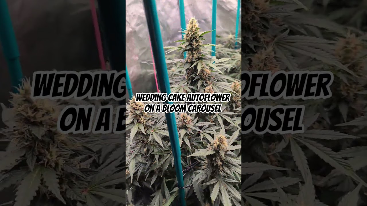 Wedding Cake Autoflower approaching harvest #indoorgardening